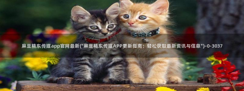 麻豆视频文章描述